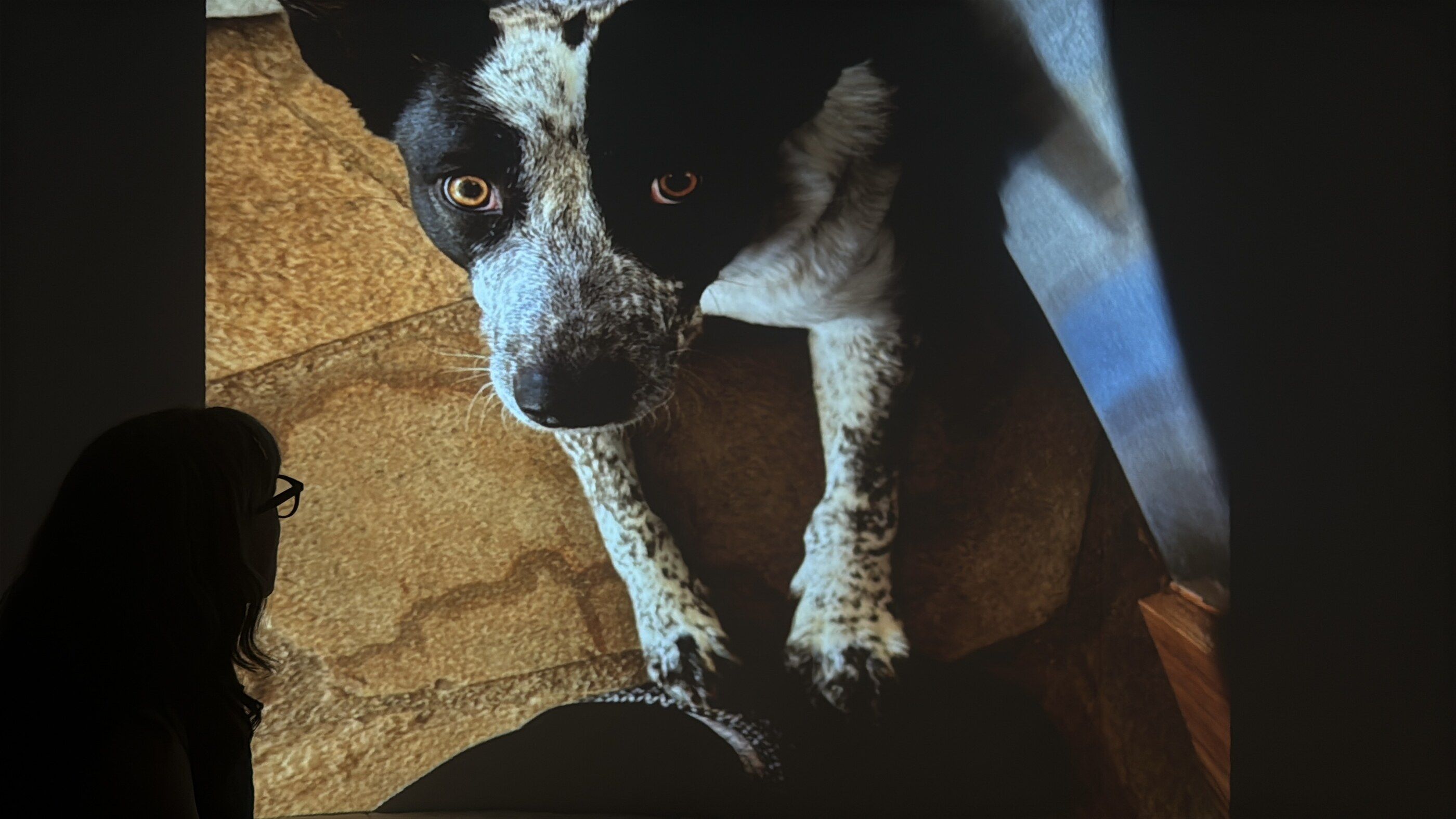 A visitor’s photograph of a dog, filling the wall while she watches from the dark.